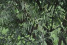 Live Plant Image