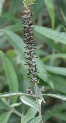 Live Plant Image