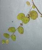 Live Plant Image