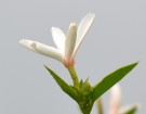 Live Plant Image