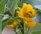 Live Plant Image