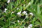 Live Plant Image