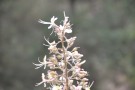 Live Plant Image