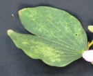 Live Plant Image