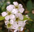 Live Plant Image