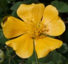 Live Plant Image