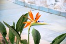 Live Plant Image