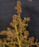 Live Plant Image
