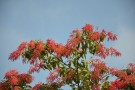 Live Plant Image