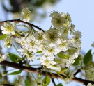 Live Plant Image