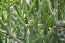 Live Plant Image