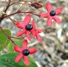 Live Plant Image