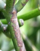 Live Plant Image