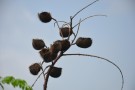Live Plant Image