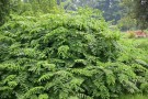 Live Plant Image