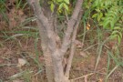 Live Plant Image