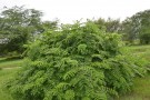 Live Plant Image