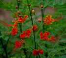 Live Plant Image