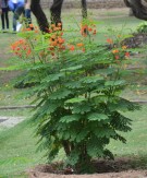 Live Plant Image