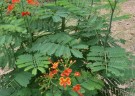 Live Plant Image