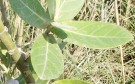 Live Plant Image