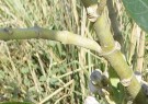 Live Plant Image