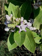 Live Plant Image