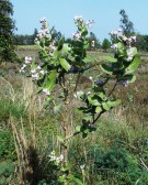 Live Plant Image