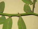 Live Plant Image