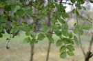 Live Plant Image
