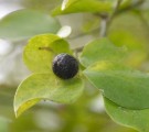 Live Plant Image