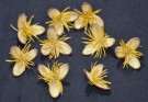 Live Plant Image