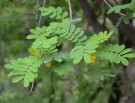 Live Plant Image