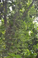 Live Plant Image