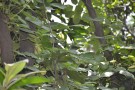 Live Plant Image