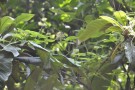 Live Plant Image