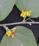 Live Plant Image