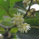 Live Plant Image