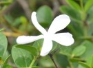 Live Plant Image
