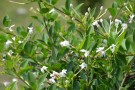 Live Plant Image