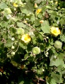 Live Plant Image