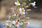 Live Plant Image