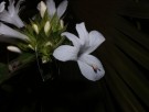 Live Plant Image