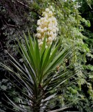 Live Plant Image