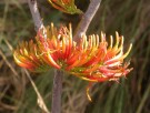 Live Plant Image