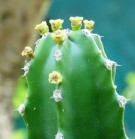Live Plant Image