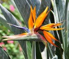 Live Plant Image