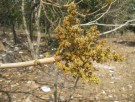 Live Plant Image