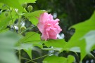 Live Plant Image