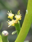 Live Plant Image